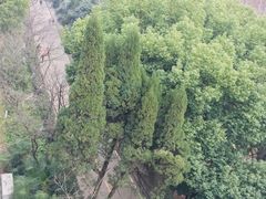 -武汉大学-樱园
