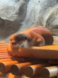 -Zoolung Zoolung动物主题公园(海信广场店)