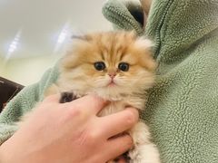 -柚子猫舍·精品猫舍购猫·猫咪认养·购宠·宠物店