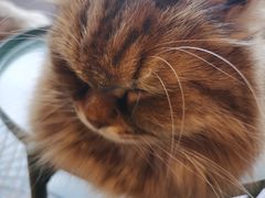 -猫儿山۰猫主题餐厅