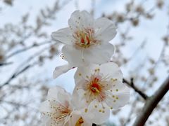 -香雪海