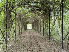 -合肥滨湖国家森林公园