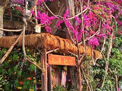 -西双版纳原始森林公园