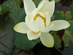 -五缘湾湿地公园