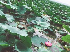 -白洋淀景区
