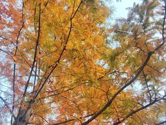 -白水寺森林公园