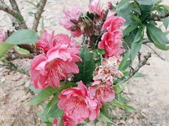 -南国桃园旅游度假区