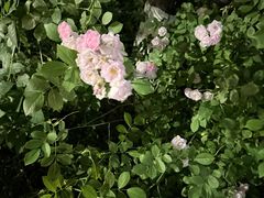 -昆山城市生态森林公园