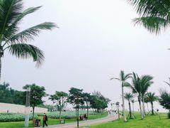 -野狸岛