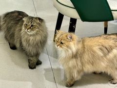 -安格丽娜·狗咖·猫咖羊驼咖(春熙路百盛商场店)