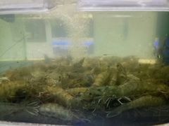 -大众海鲜(巨龙北路店)