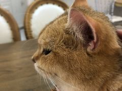 -共舞时光猫咖·狗咖(新街口店)