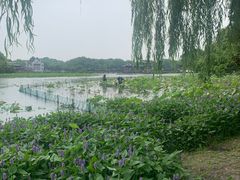 -杭州香格里拉饭店