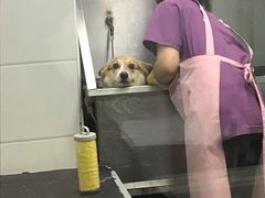 -达爱动物医院·犬猫分区·CT·复杂眼科(远洋山水分院)