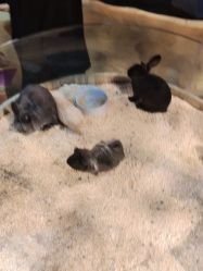 -奇幻萌宠部落(映月湖环宇城店)