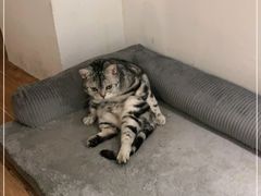 -猫友咖啡店(玉林西路店)