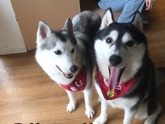 -Husky Go! 哈士奇体验馆·宠物咖啡厅狗咖