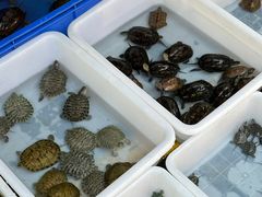 -青石桥花鸟鱼虫市场(叠翠城店)