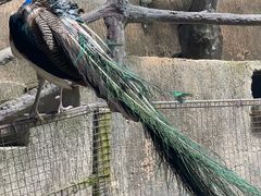 -海南槟榔谷黎苗文化旅游区