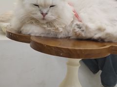 -共舞时光猫咖·狗咖(新街口店)