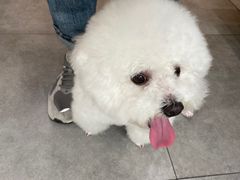 -帕帕拉兹宠物(亚洲旗舰店)