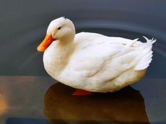 -翠湖公园
