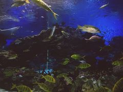 -海合安成都极地海洋公园
