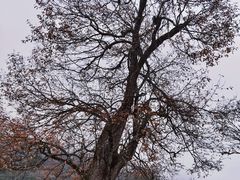 -硗碛藏寨·神木垒景区