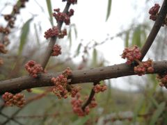 -桤木河湿地公园