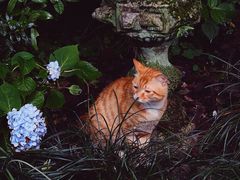 -杭州植物园