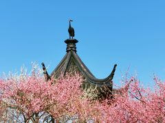 -香雪海