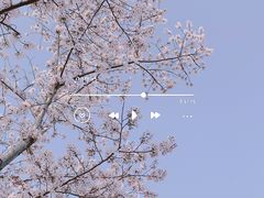 -顾村公园