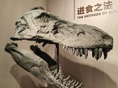 -自贡恐龙博物馆
