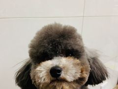 -沐沐家宠物(成寿寺店)