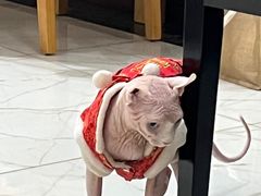 -联合动物医院(光谷诊疗中心)