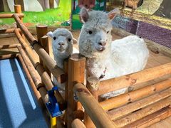 -梦幻海洋王国(吾悦广场张家港店)