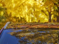 -三里屯东五街银杏大道