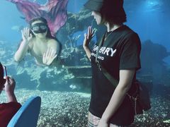 -海棠湾洲际-涛·海底餐厅·美人鱼·自助餐·海底隧道