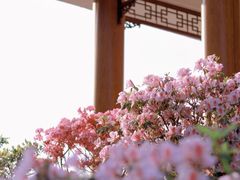 -深圳国际园林花卉博览园