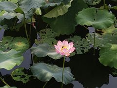 -四川大学(华西校区)