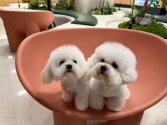 -帕帕拉兹宠物(亚洲旗舰店)