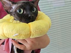 -瑞派福兴宠物医院犬猫全科·骨科·中西医结合(河东店)