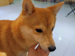 -柴源莊·柴小宠柴犬咖啡