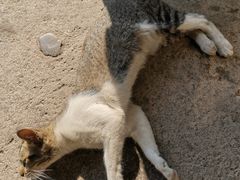 -皇鸽餐厅(龙塘店)