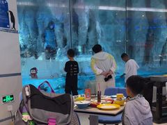 -帝企鹅自助餐厅•儿童岛•真企鹅(长隆企鹅酒店)