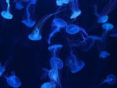 -海合安武汉极地海洋公园