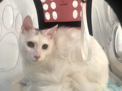 -伟伟宠物医院·CT影像中心·瑞派犬猫综合性门诊(汉口总院)