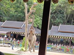 -野象谷景区