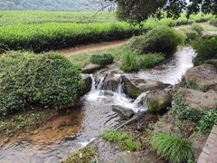 -中国茶叶博物馆(双峰馆区)