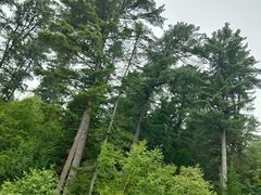 -五营红松林海景区